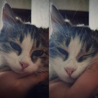 Срочно! Котенок в добрые руки