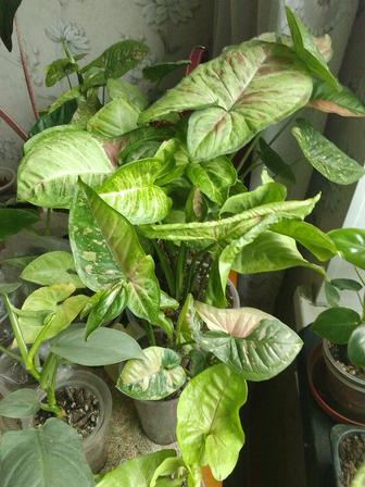 Сингониумы,монстеры,сциндаптусы,филодендроны