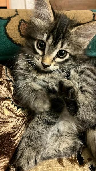 Отдам даром котят