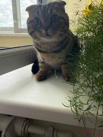 кот