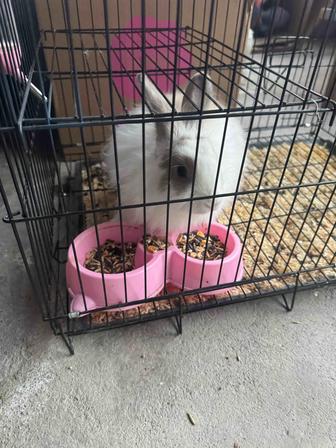 Продам декоративных кроликов Мальчик 3мес.