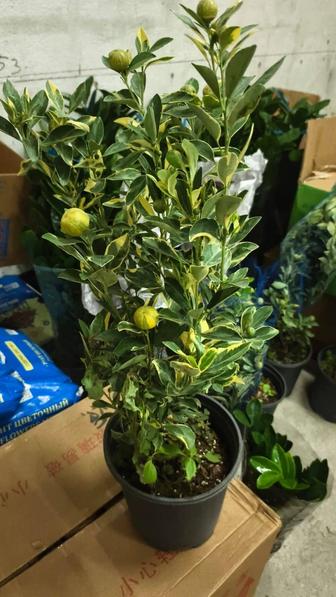 Дерево вариегатный мандарин