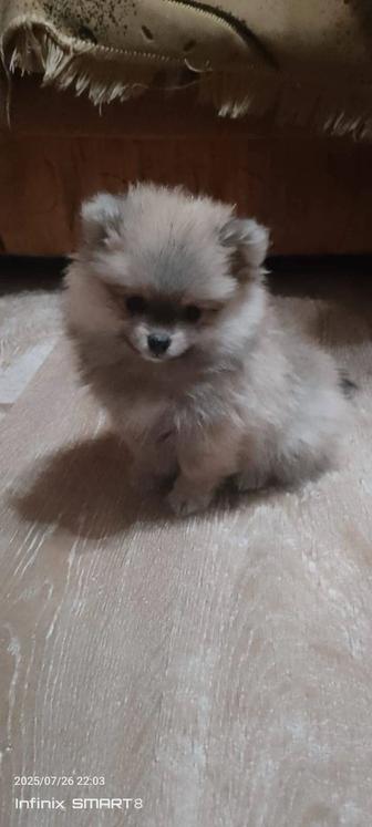 Немецкий шпиц