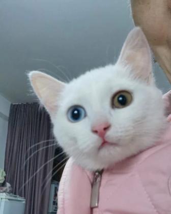 Котенок породистый разноглазый