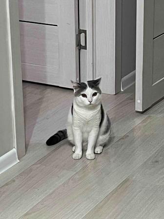 Кот