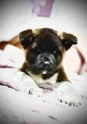 Щенки Американской Акиты