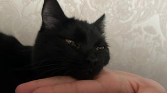 Домашний дракончик в хорошие руки