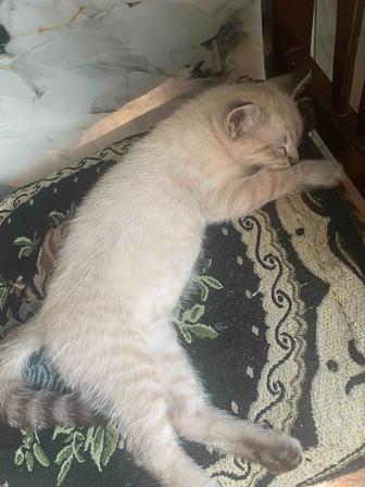 Котик в дар