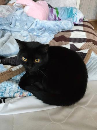 Дарю кота 2летнего Черного цвета домашний кастрированный ,