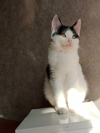 Котик в поисках дома