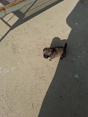 Продам щенка звонка