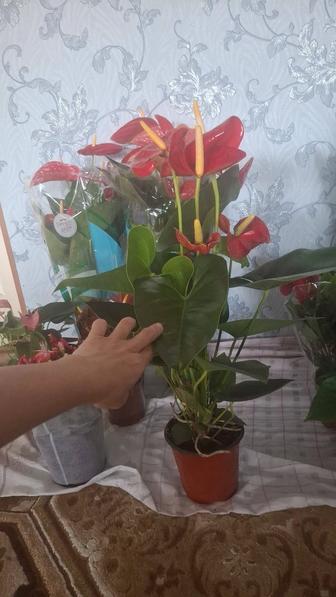 Комнатние растение