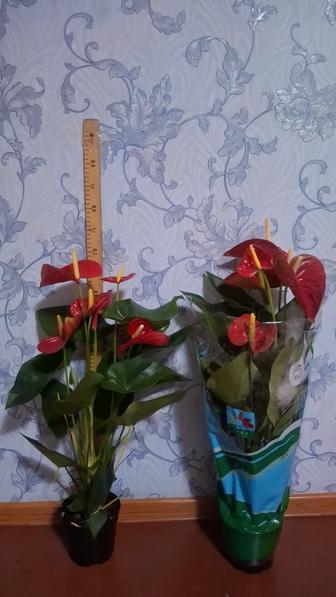 Комнатние растение