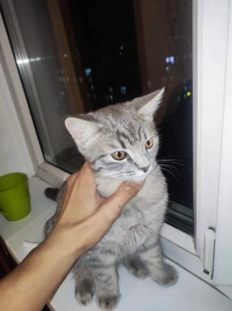 Отдам котенка в хорошие руки