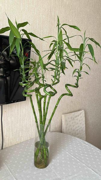 Цветы комнатные