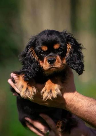 Спаниель Чарлз Кинг