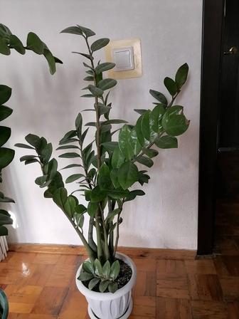 Продам замиокулькас