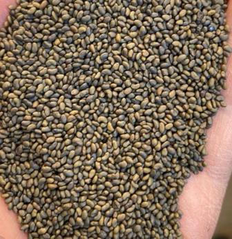 Семена люцерны