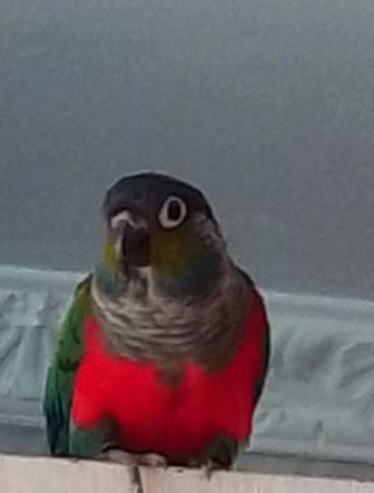 Пирруры краснобрюхий молодой