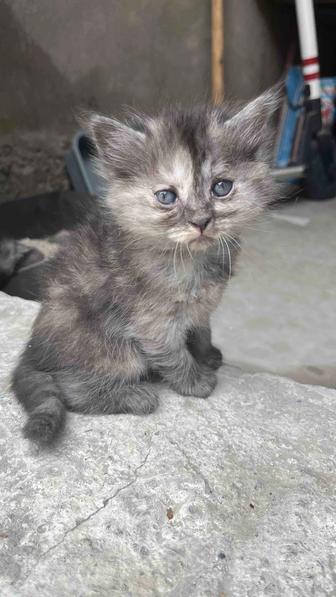 Котята
