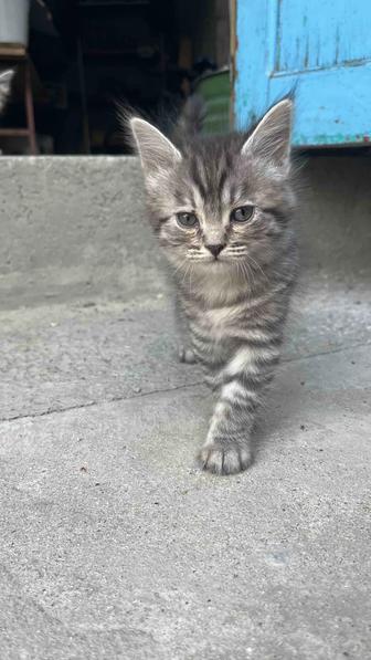 Котята