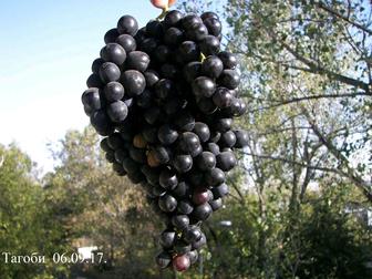 Виноград саженцы и черенки сорта Тагоби