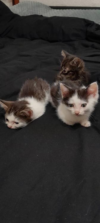 Котята