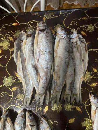 Продается сушеная рыба (жерех)