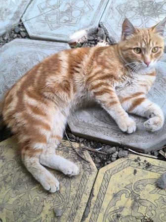 Котик ласковый молодой ищет дом