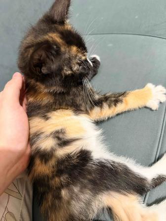 Котёнок, котенок, кошка, трехцветный