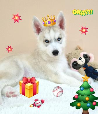 Алиментный мальчик Сибирский хаски!