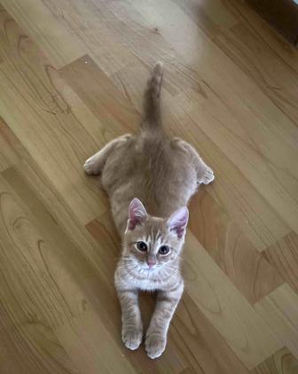 кошка