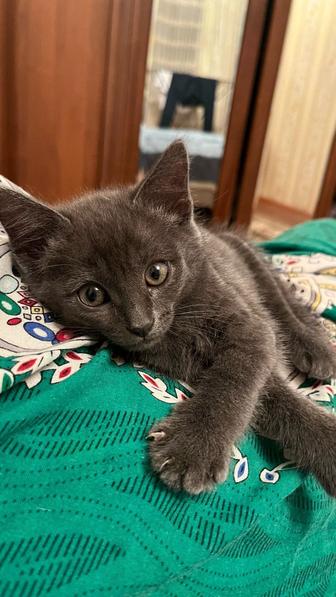 Котенок мальчик