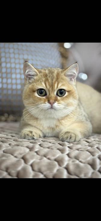 Золотые шиншиллы , мальчик