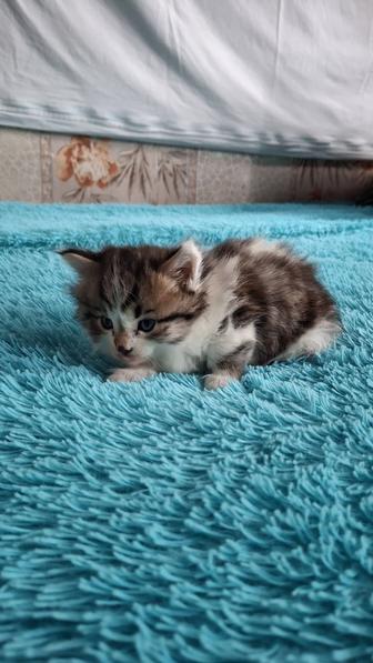 Отдам котенка в хорошие добрые руки