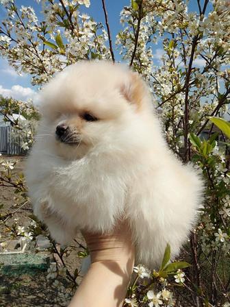 Продам шикарных щенков шпица