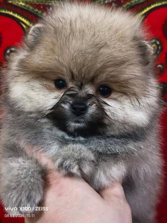 Продам шикарных щенков шпица, рассрочка каспи 0 0 12, 0 0 24