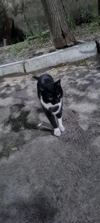 Отдам в добрые руки кота с сердечком на груди