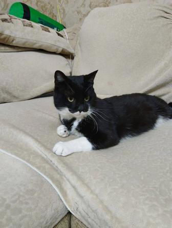 Отдам в добрые руки кота с сердечком на груди