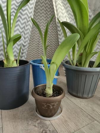 Гемантус белоцветковый