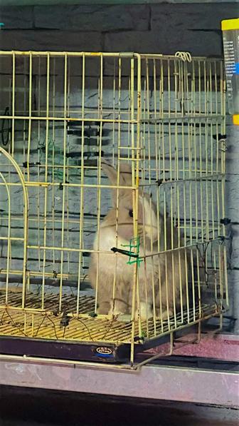 Крольчиха декоративная