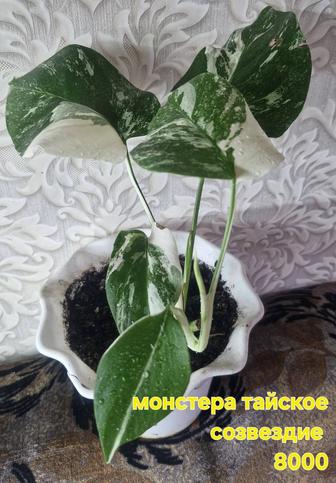 Продам комнатные цветы