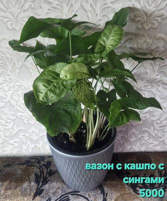 Продам комнатные цветы