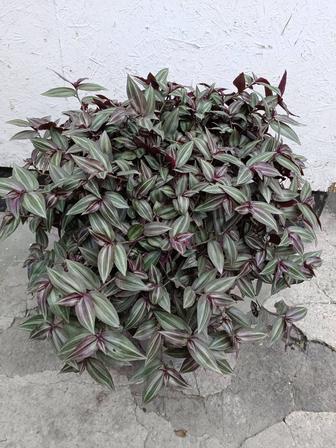 Традесканция Зебрина 4 тыс