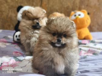 Продам щенков шпица