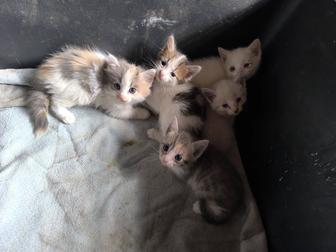 Котята ищут хозяина! Отдам в хорошие руки.