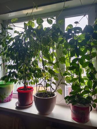 Цветок сциндапсус золотистый 105 см