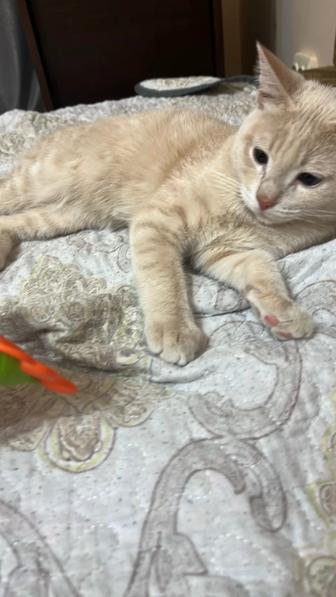 Красивый котик
