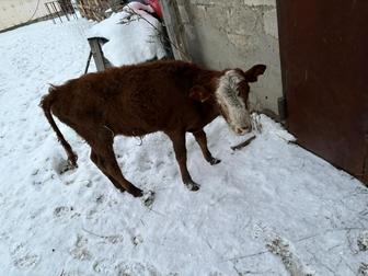 Продам бычка