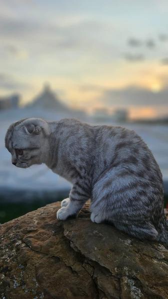 Отдам в добрые руки котика шотландского